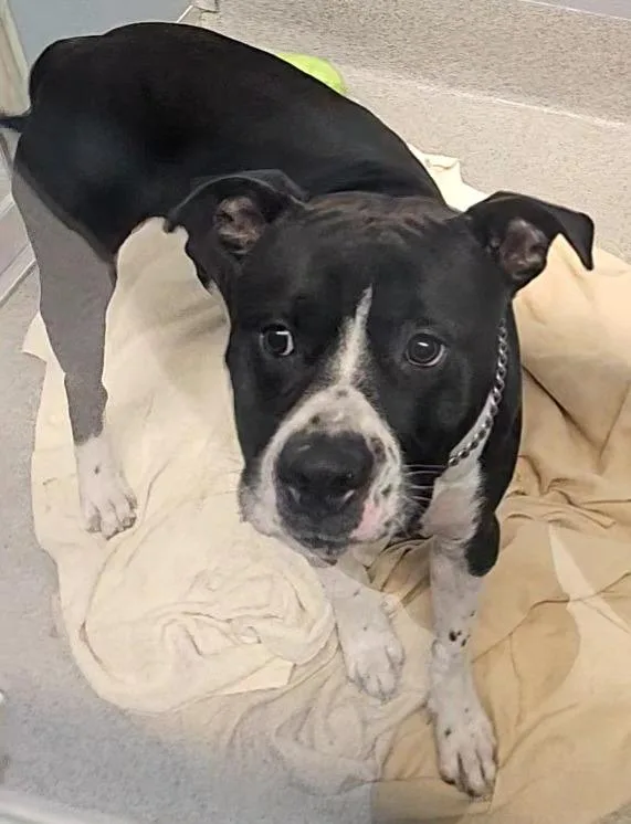 A young medium-sized male Pit Bull Terrier dog named Oreo for adoption in Bloomington, IN