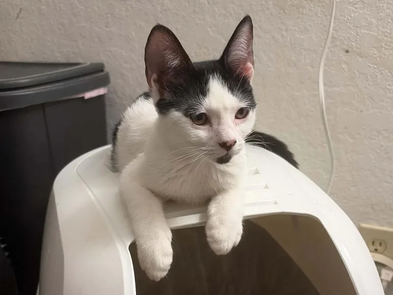 A baby small-sized male Black & White / Tuxedo Domestic Short Hair cat named Rorschach for adoption in Mission Viejo, CA