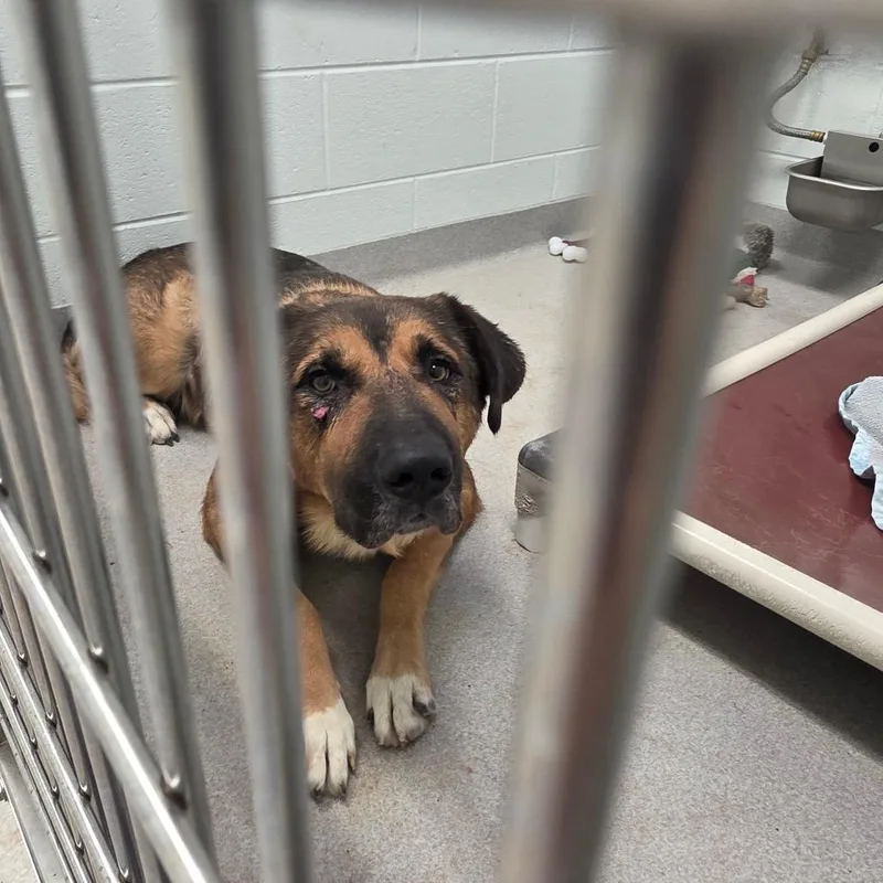 An adult large-sized male Brown / Chocolate German Shepherd Dog dog named Leroy for adoption in Chattanooga, TN