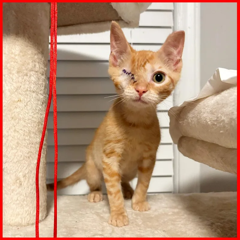 A baby small-sized male Orange & White Domestic Short Hair cat named Nuggy for adoption in Durham, NC