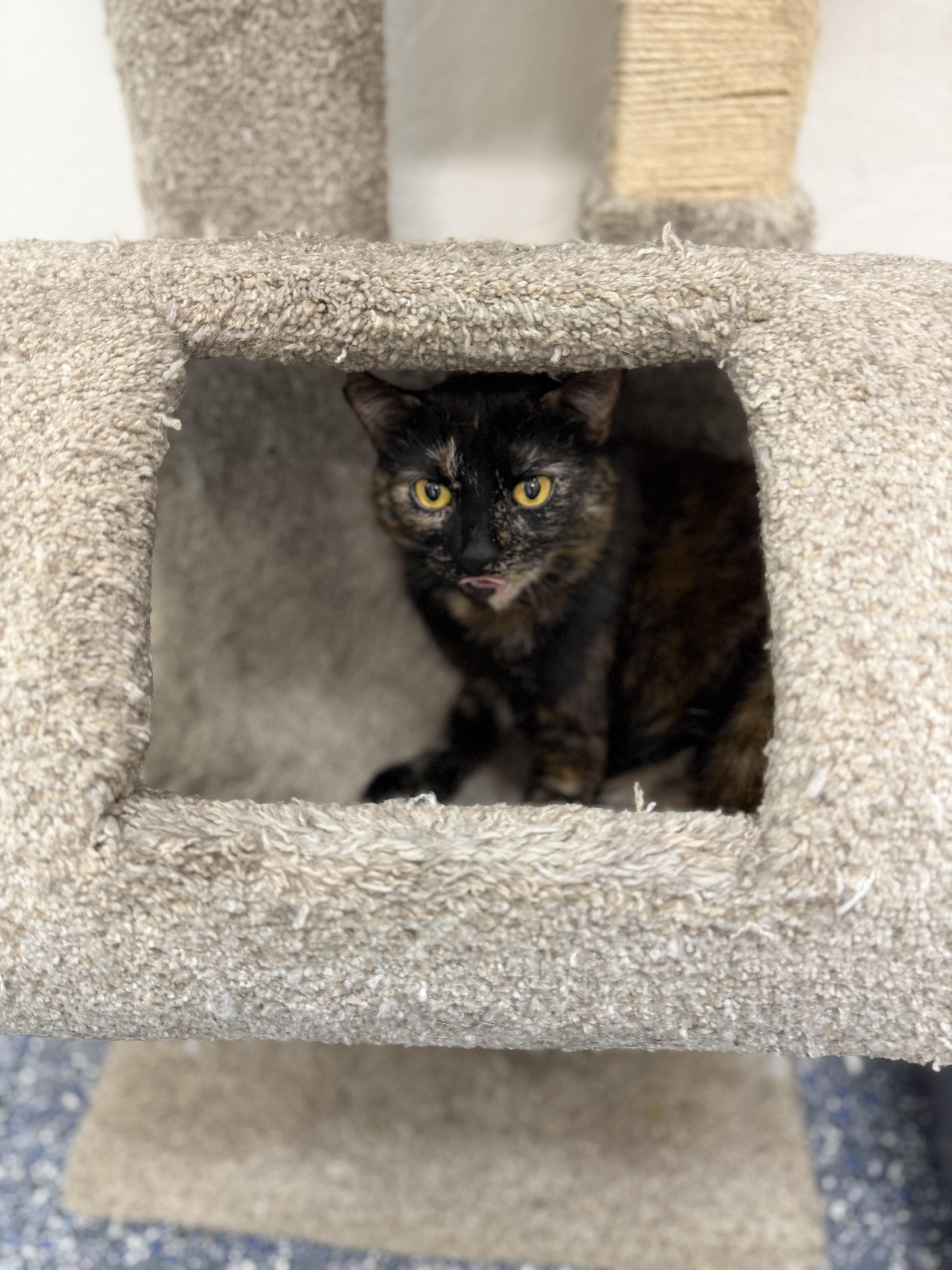 A young medium-sized female Tortoiseshell Domestic Short Hair cat named Funny face for adoption in Sonora, CA