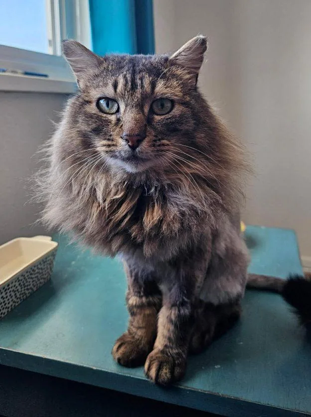 An adult medium-sized male Tabby (Buff / Tan / Fawn) Domestic Long Hair cat named Ash for adoption in Anchorage, AK