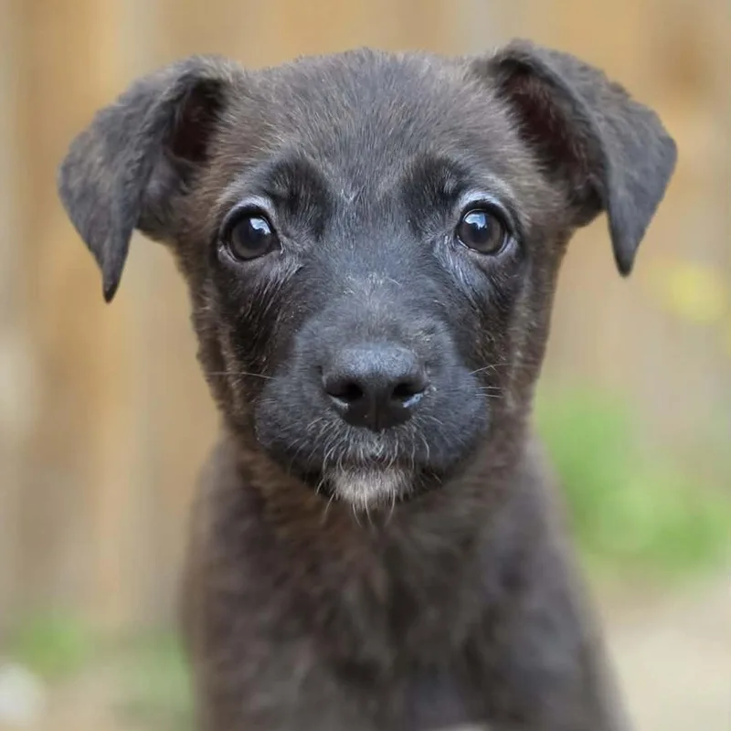 A baby large-sized female German Shepherd Dog dog named Roswyn for adoption in Greeneville, TN