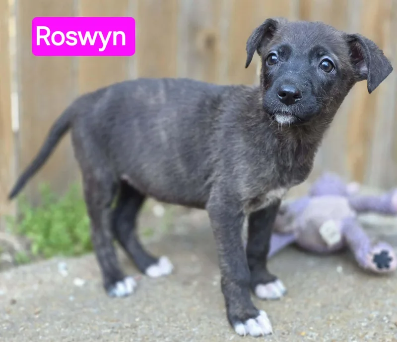 Roswyn thumbnail 5