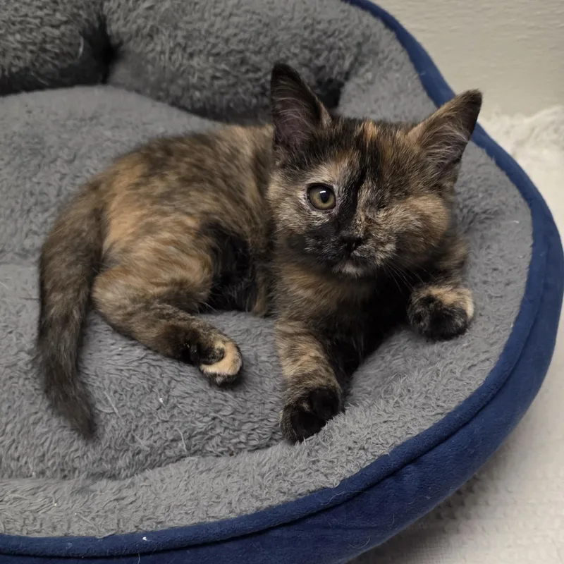 A young medium-sized female Tortoiseshell cat named Mags for adoption in Greensboro, NC
