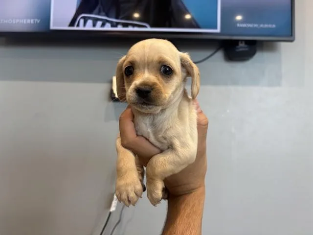 A baby small-sized female Chihuahua dog named Monica for adoption in Garland, TX