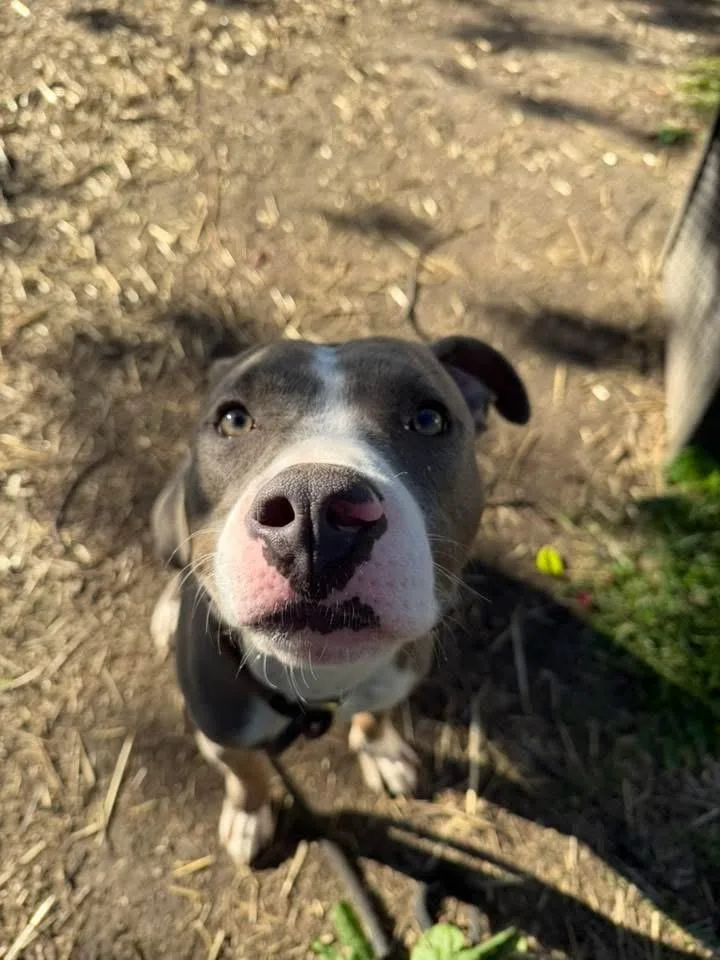 An adult medium-sized male Gray / Blue / Silver Pit Bull Terrier dog named Lamington for adoption in Chicago, IL