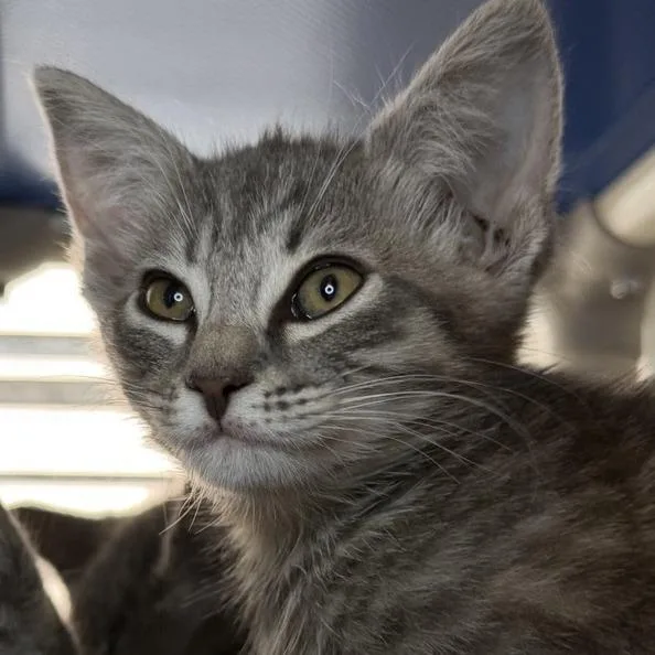 A baby small-sized female Domestic Short Hair cat named Sophia for adoption in Los Angeles, CA