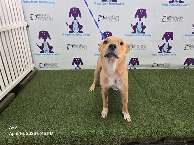 A young medium-sized female Carolina Dog dog named Piper for adoption in Orlando, FL