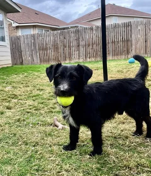 A young small-sized male Black Schnauzer dog named Chester for adoption in Vernon, CT