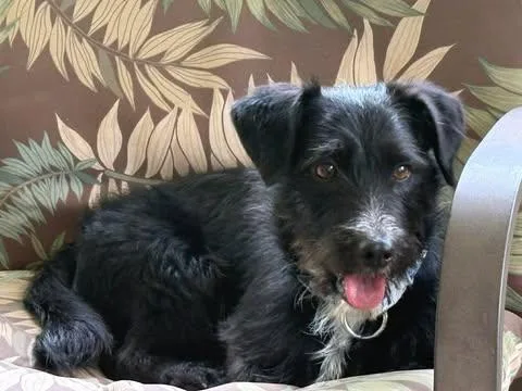 Chester thumbnail 2
