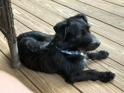 Chester thumbnail 6
