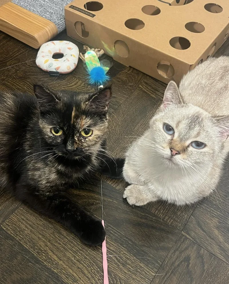 Styx & Nix