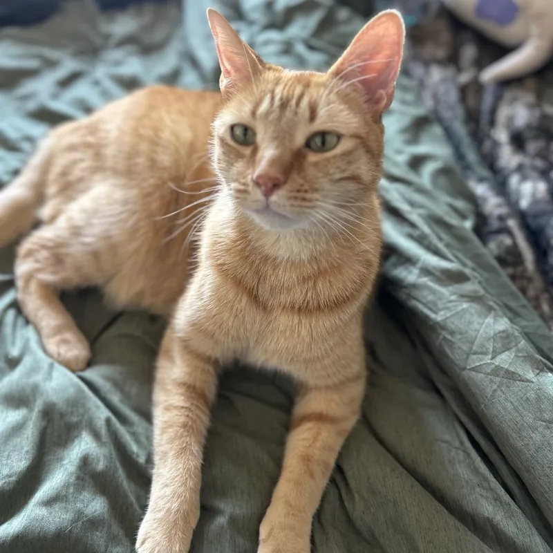 An adult large-sized male Orange / Red Domestic Short Hair cat named Yoshi for adoption in Decatur, GA