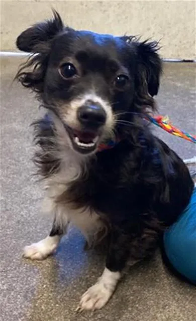 A young small-sized female Maltese dog named Sweet Sweet for adoption in Sacramento, CA