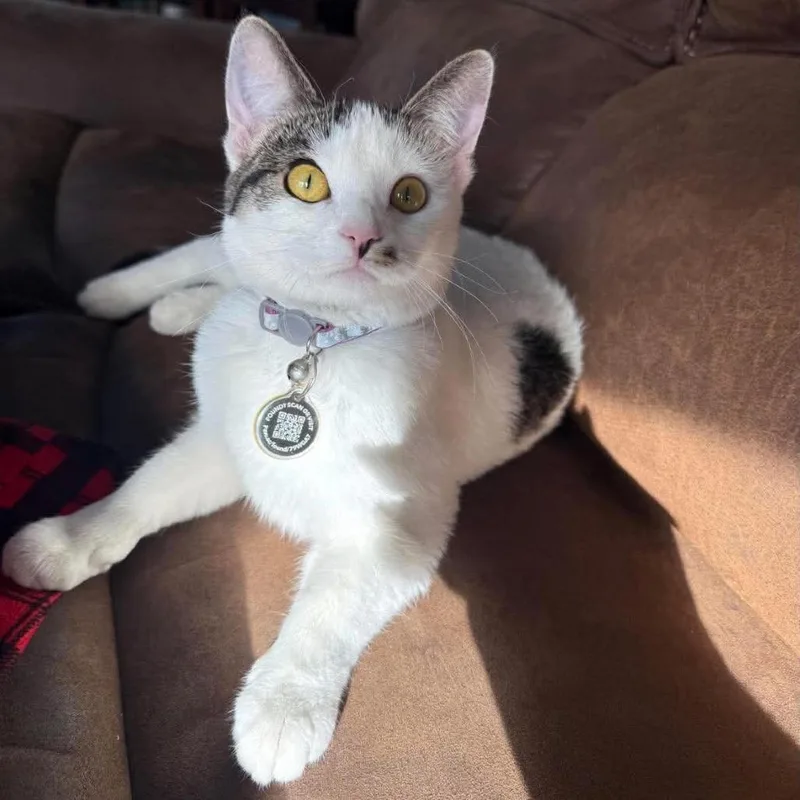 An adult small-sized female White Domestic Short Hair cat named Daisy Rimington for adoption in Eagle Mountain, UT