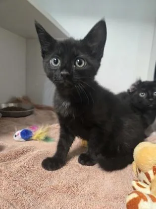Marmalade