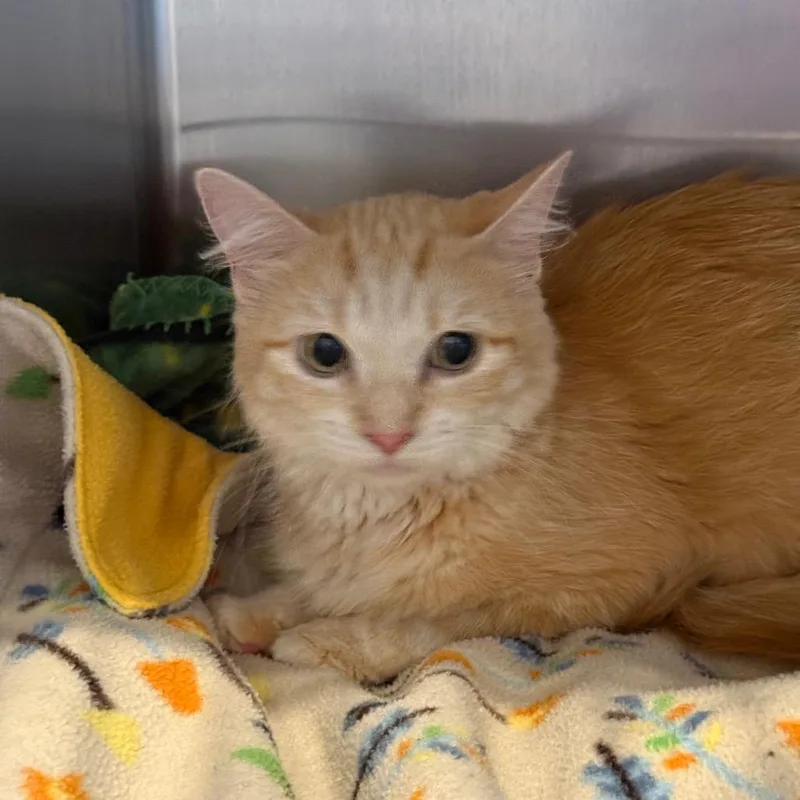 An adult medium-sized female Orange / Red Domestic Medium Hair cat named Leafa for adoption in Port Angeles, WA