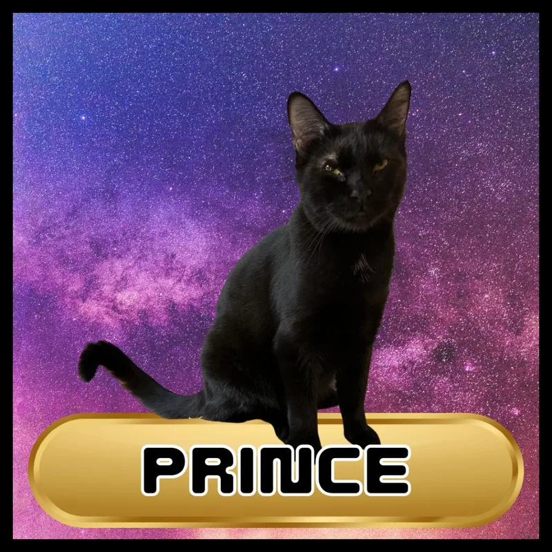 Prince thumbnail 2