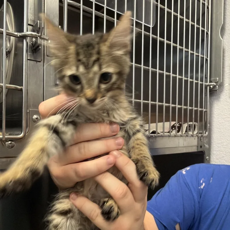 A baby small-sized male Brown / Chocolate Domestic Short Hair cat named Biscuit for adoption in Port Charlotte, FL