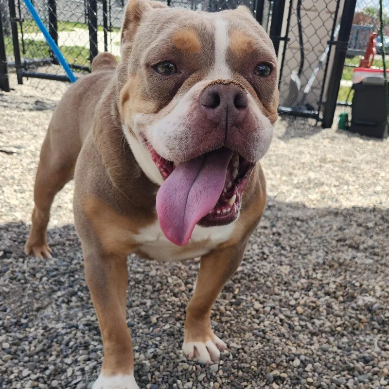 An adult medium-sized female Yellow / Tan / Blond / Fawn English Bulldog dog named Christina Waguilera for adoption in Fort Wayne, IN