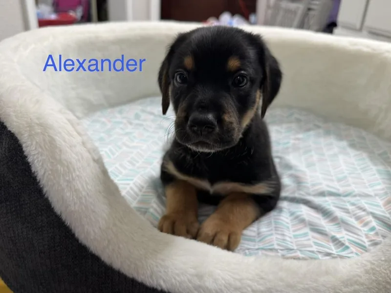 Clemensen  Alexander