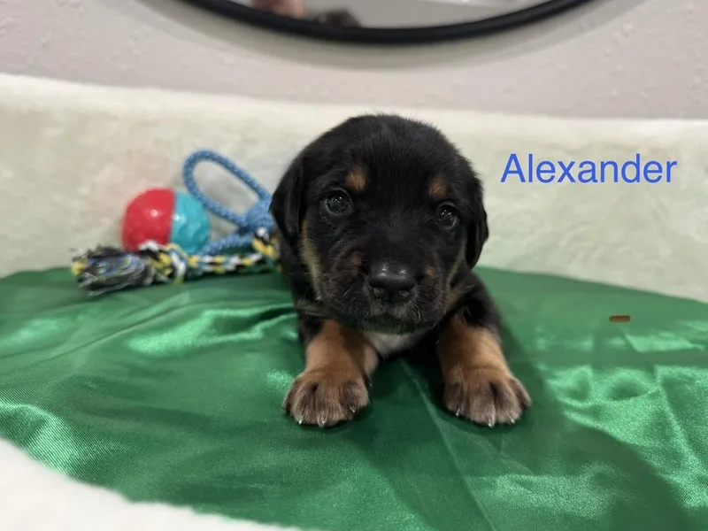 Clemensen  Alexander thumbnail 2