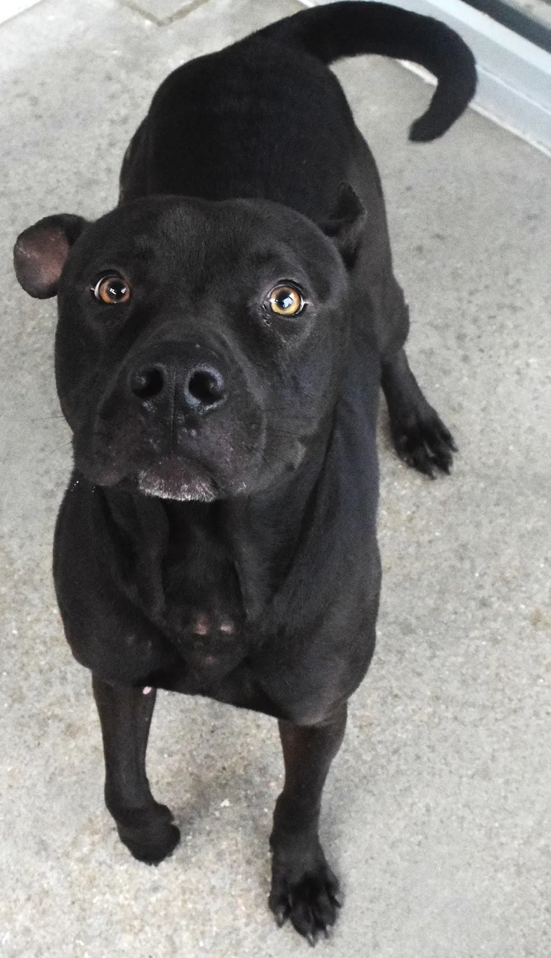 An adult medium-sized male Black Pit Bull Terrier dog named #22090 for adoption in Broken Arrow, OK