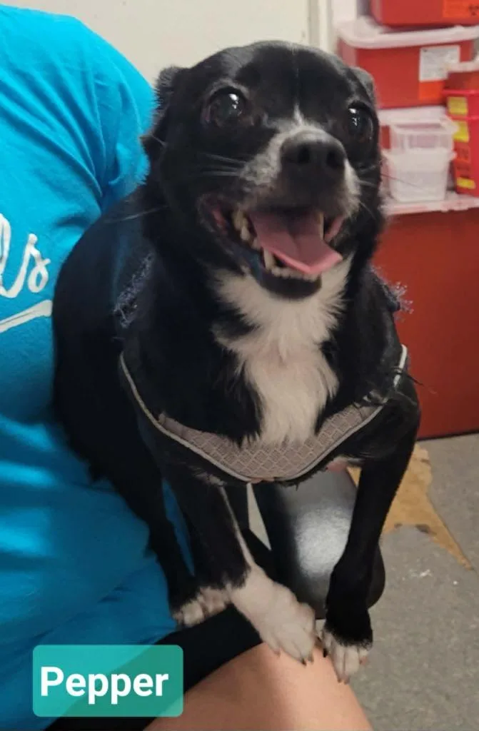 An adult small-sized female Chihuahua dog named Pepper for adoption in Richmond, IN
