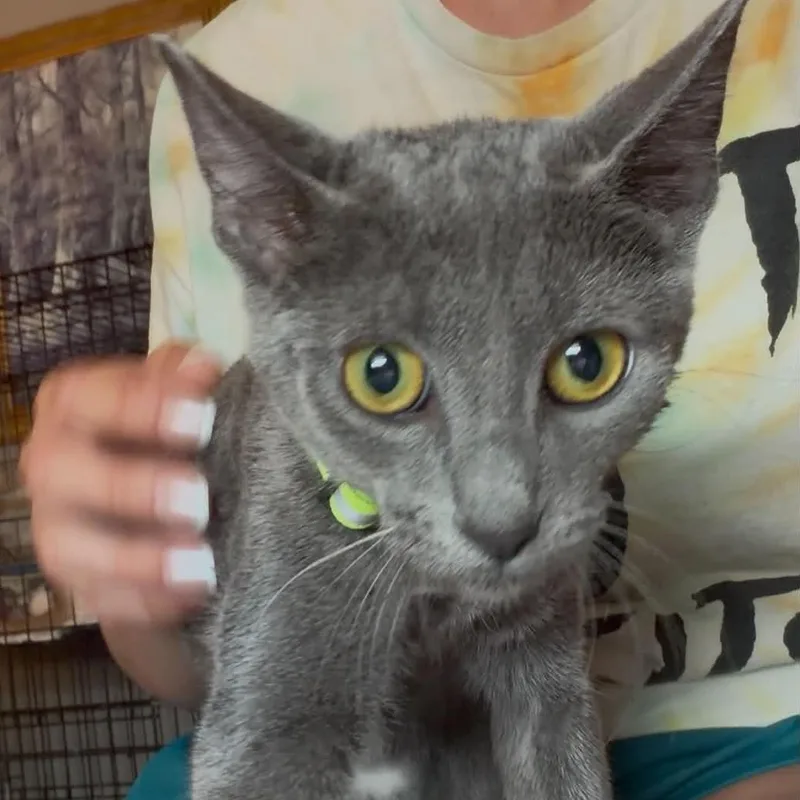 A baby medium-sized female Gray / Blue / Silver Domestic Short Hair cat named Rachel Green for adoption in Oklahoma City, OK