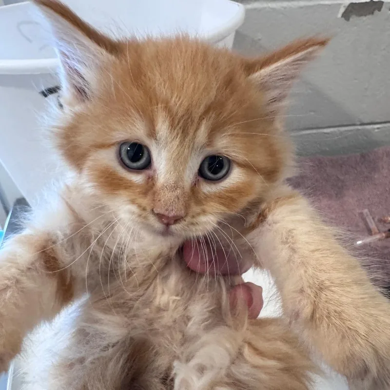 A baby small-sized female Orange / Red Domestic Long Hair cat named Nami for adoption in Talent, OR