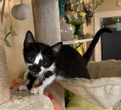 A baby medium-sized male Black & White / Tuxedo Domestic Short Hair cat named Bear for adoption in Waxahachie, TX