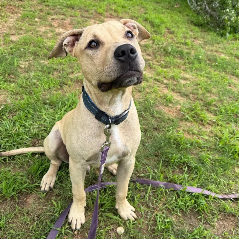 A young medium-sized male White / Cream Mixed Breed dog named Marko for adoption in Columbus, GA