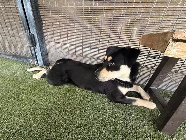 A young medium-sized male Rottweiler dog named Busto for adoption in Garland, TX