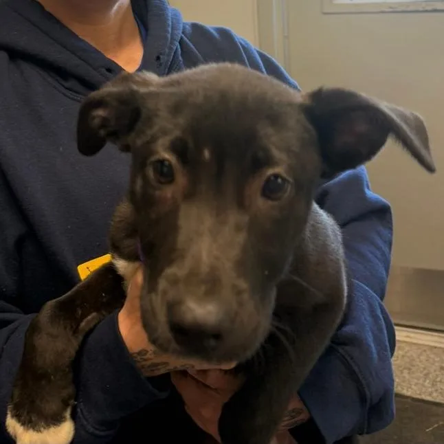 A baby medium-sized female Black Mixed Breed dog named Beverly for adoption in Columbia Station, OH