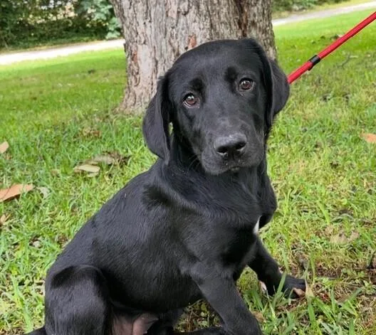 Pup Grace thumbnail 5