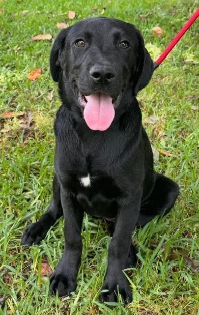Pup Grace thumbnail 6