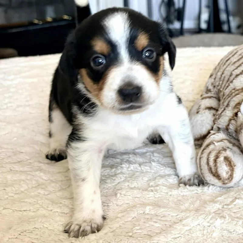 A baby medium-sized male Black Beagle dog named Chip for adoption in Fairfax Station, VA