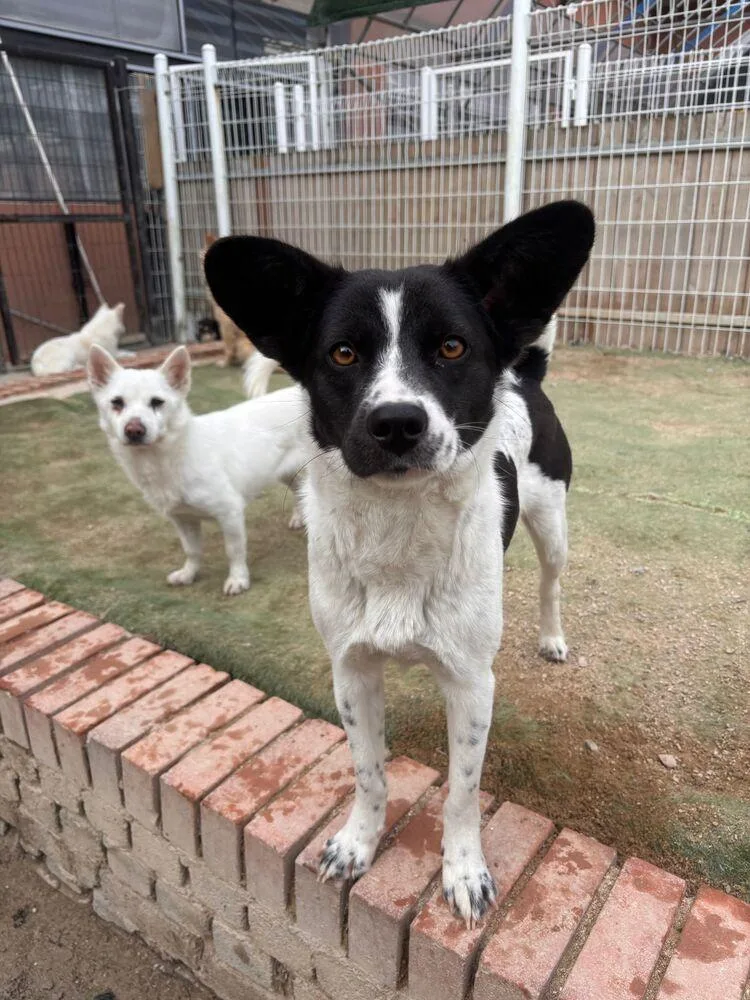 A young medium-sized female Jindo dog named Bada for adoption in Long Island City, NY