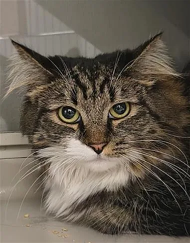 An adult medium-sized female Domestic Short Hair cat named Sasuki for adoption in Las Vegas, NV