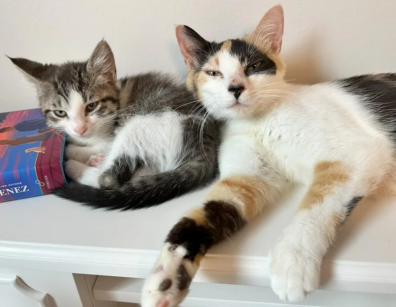A baby medium-sized female Calico cat named Lovey and baby for adoption in Jamaica Plain, MA