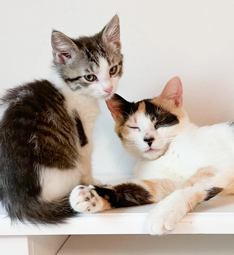 Lovey and baby thumbnail 3
