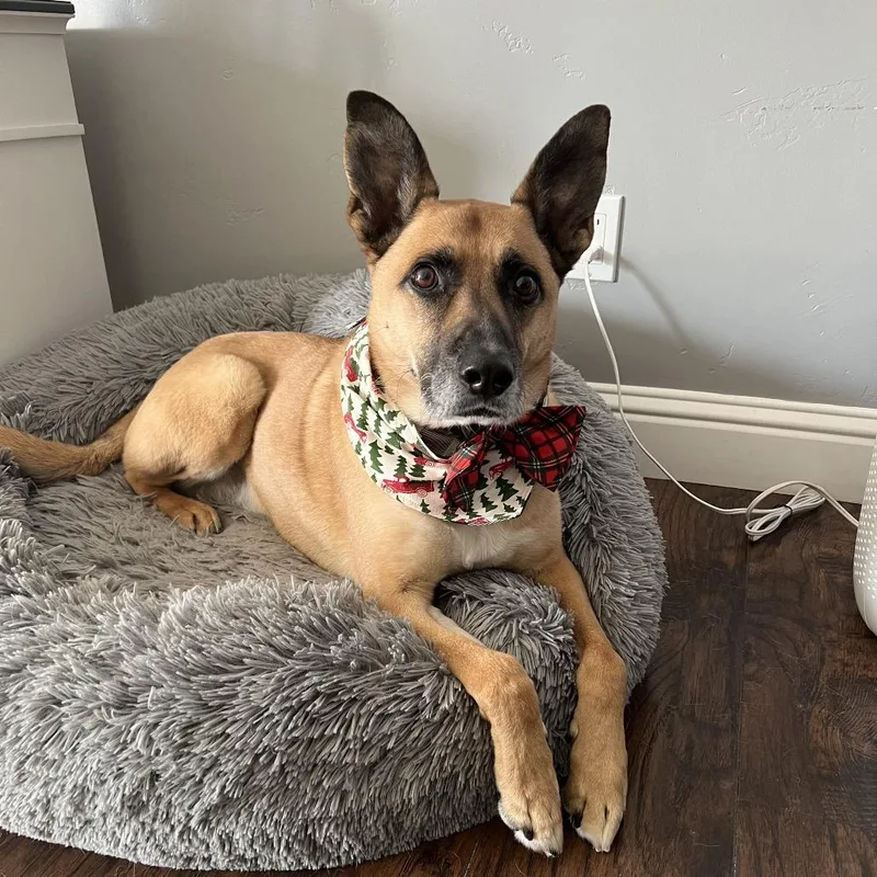 A senior medium-sized male Yellow / Tan / Blond / Fawn German Shepherd Dog dog named Cooper for adoption in Reno, NV
