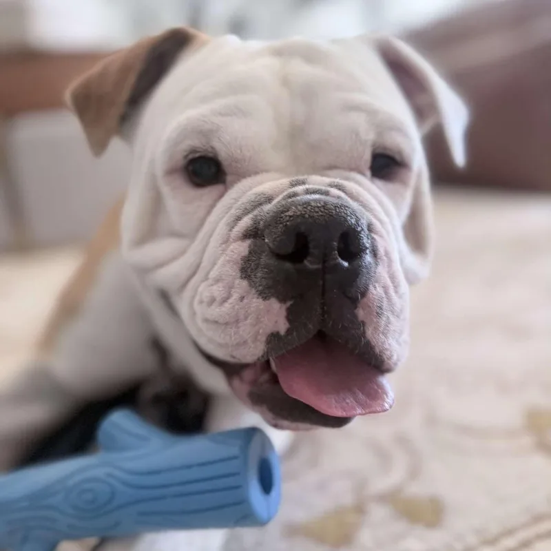Benny Butterball thumbnail 2