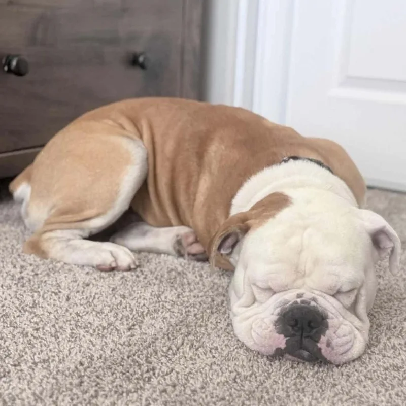 Benny Butterball thumbnail 3