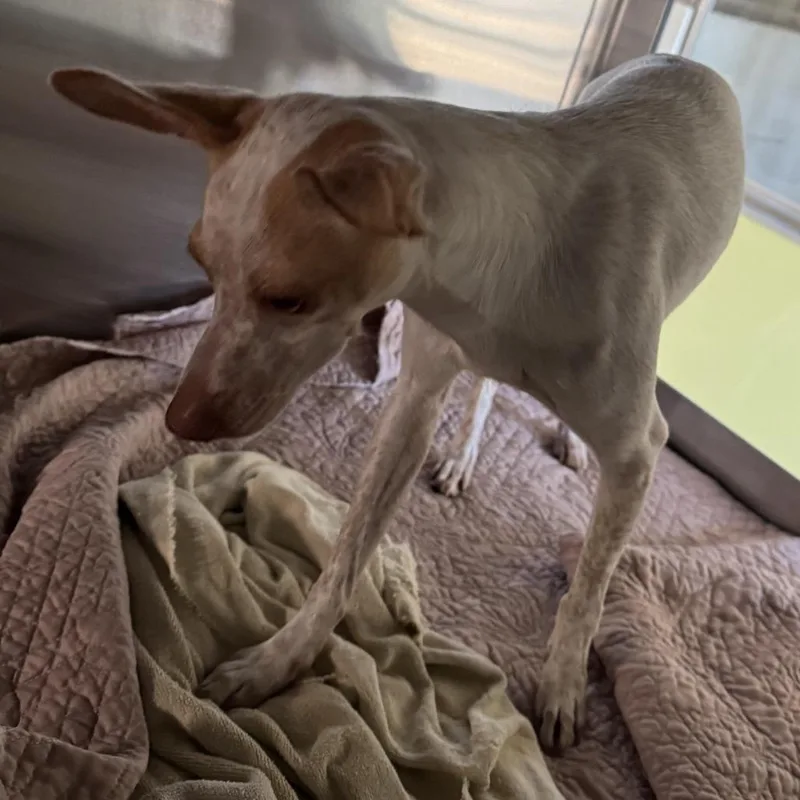 An adult small-sized male White / Cream Mixed Breed dog named Junior for adoption in Las Cruces, NM