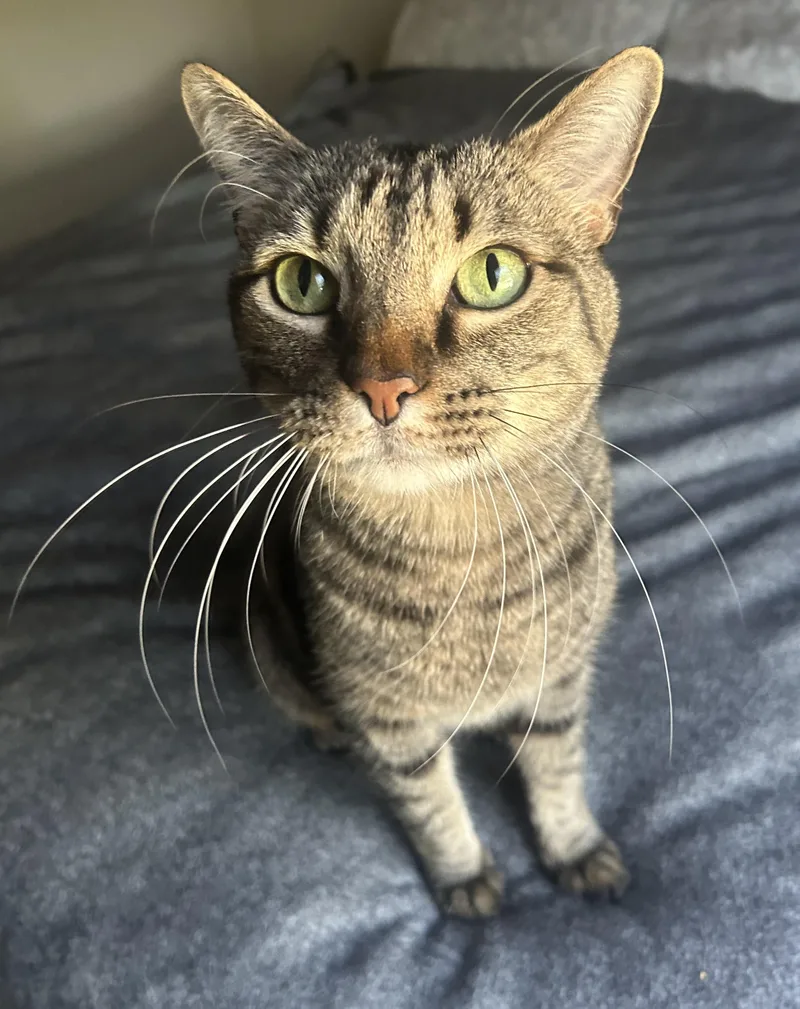 An adult medium-sized male Tabby (Brown / Chocolate) Domestic Short Hair cat named Meep for adoption in Amherst, MA