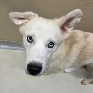 An adult medium-sized male White / Cream Golden Retriever dog named Rocket for adoption in Phoenixville, PA