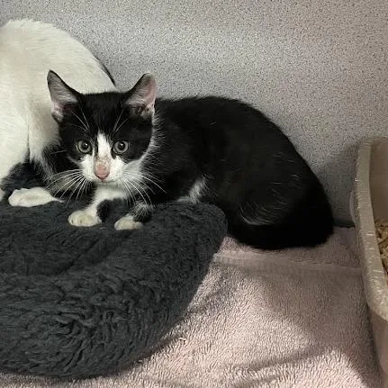 A baby small-sized male Domestic Short Hair cat named Bean for adoption in Port Charlotte, FL