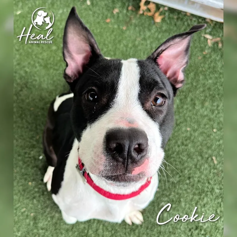 A young medium-sized female Black Pit Bull Terrier dog named Cookie for adoption in Youngwood, PA